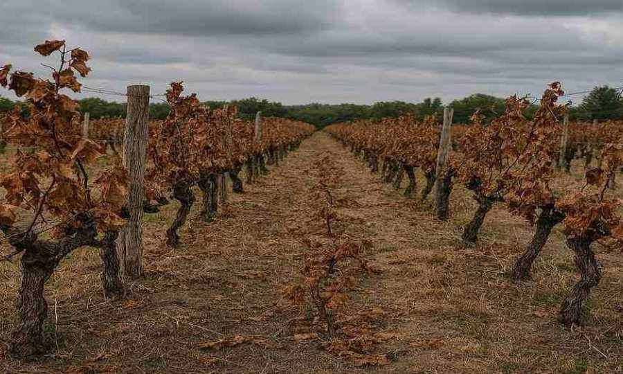 ¿Puede colapsar el mercado del vino?