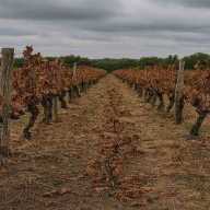 Colapsa el  mercado del vino