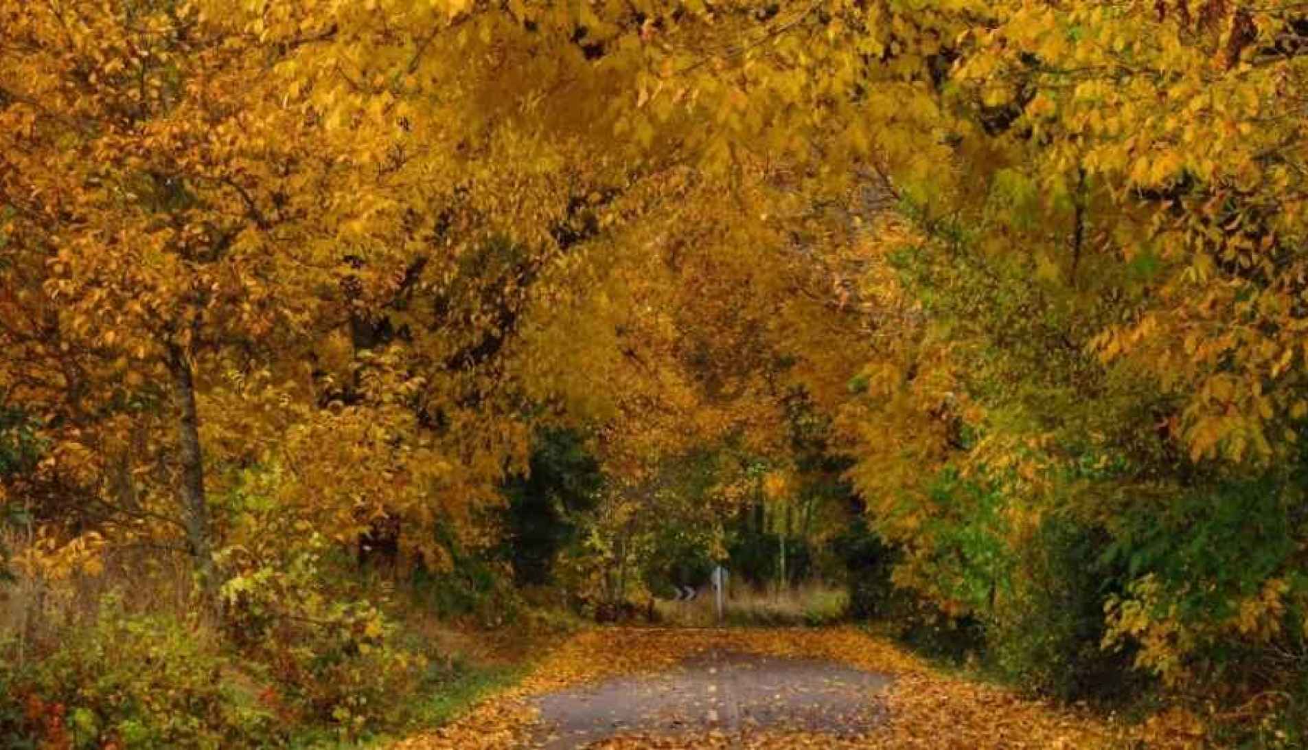 León, entre el rojo del otoño y el brillo de la Navidad