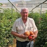 Pepe Pijuan, el hombre que  quiso hacer el mejor  tomate del mundo