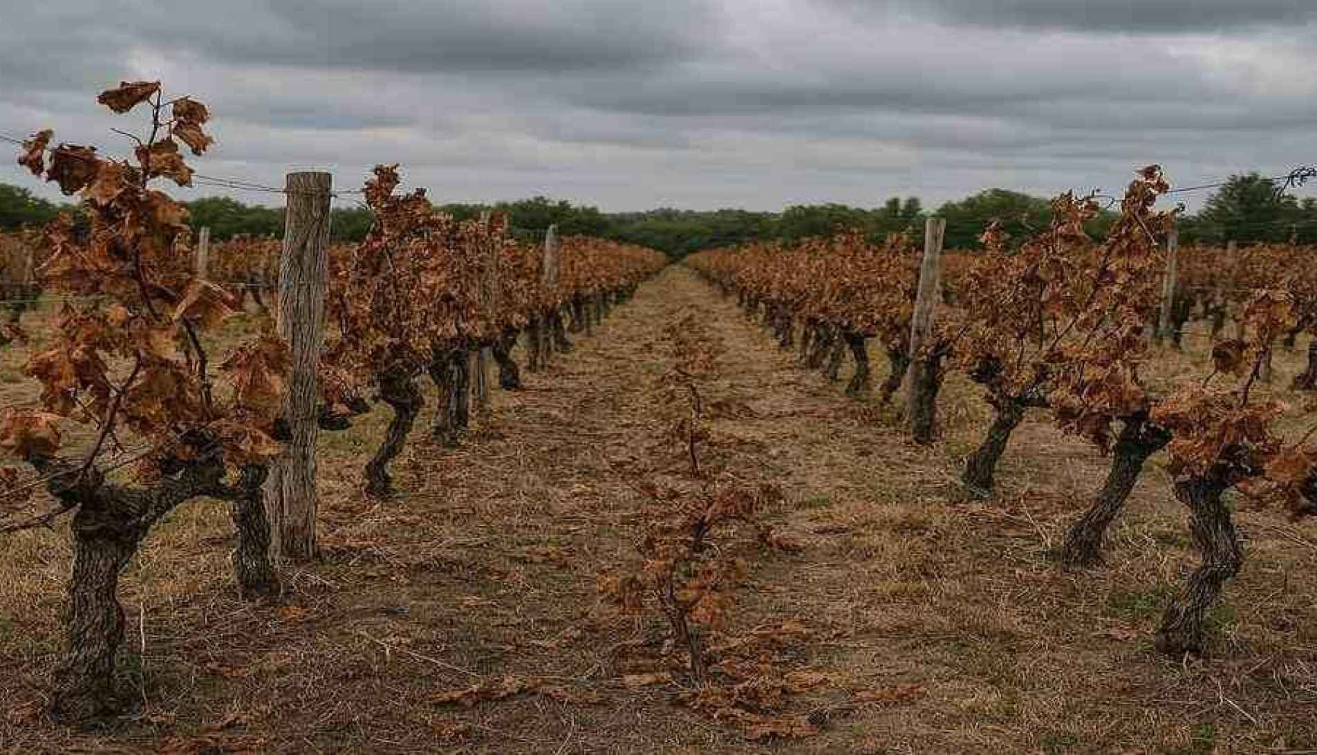 Colapsa el  mercado del vino