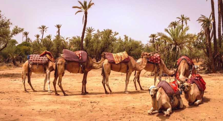 Túnez, Sáhara y los pueblos bereberes