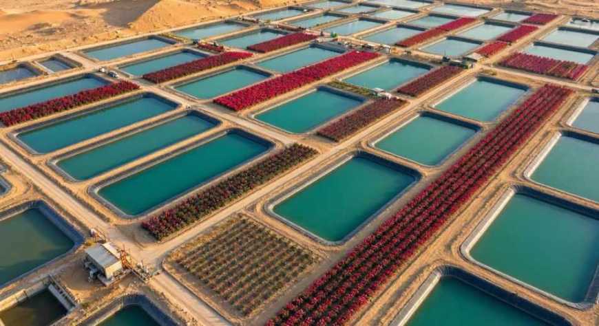 China crea  piscifactorías en el desierto y las  alterna  con rosas