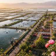 China crea  piscifactorías en el desierto y las  alterna  con rosas
