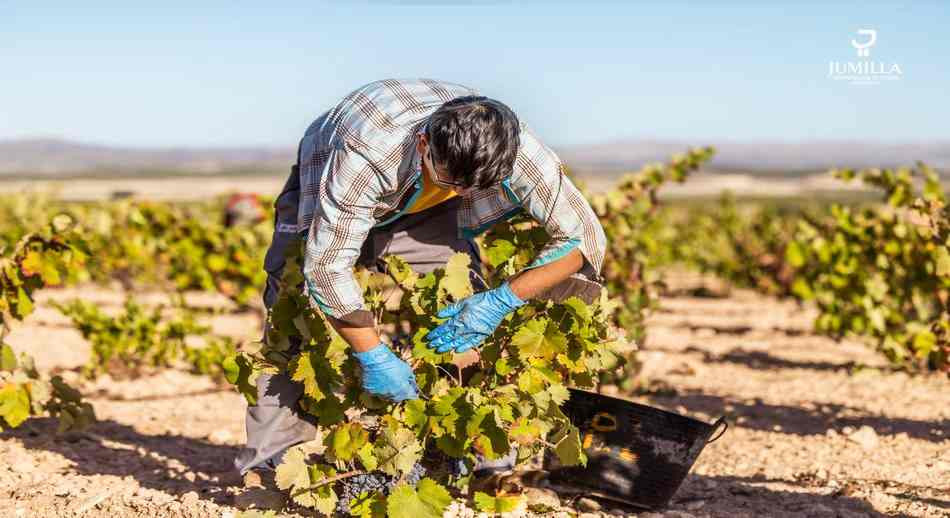 vendimia 2023 en la DOP Jumilla