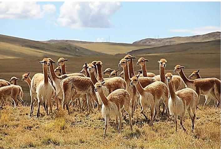 vicuñas parque Natural de