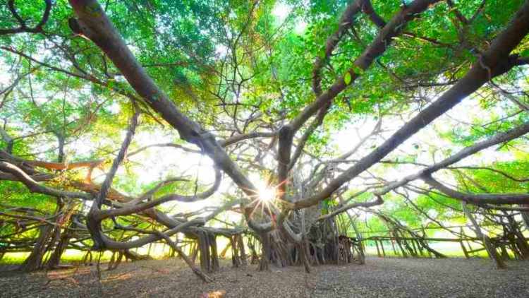 Árbol en Khorat Geopark Tailandia 2